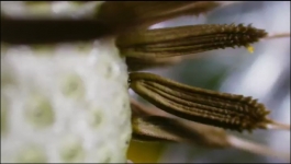 The Green Planet - Season 01 Episode 03